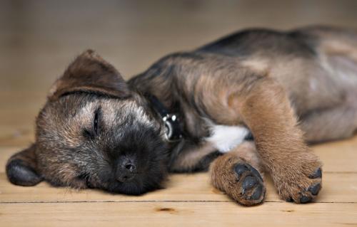 Il cucciolo non dorme e geme di notte: consigli e raccomandazioni