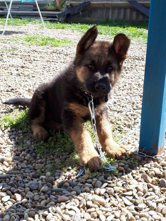 Cucciolo di pastore tedesco a 2 mesi
