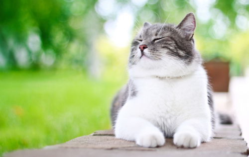 Peli e pelle di un gatto sano