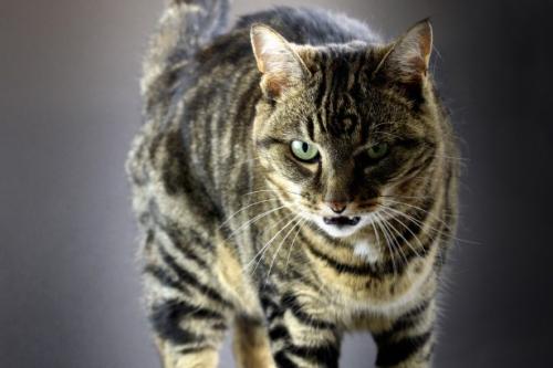 Sibili e aggressività nei gatti: perché un gatto ringhia e sibili?