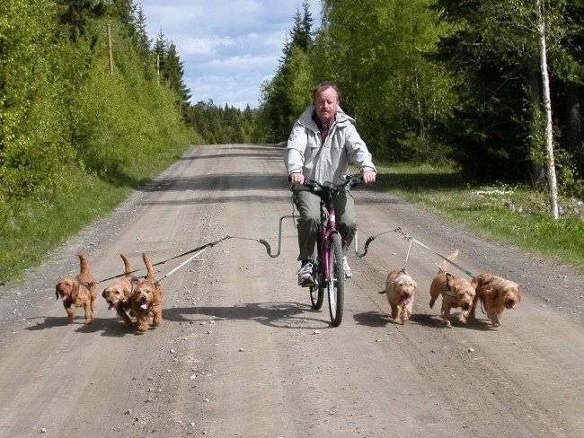 Fascia seno per cani per camminare
