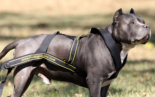 Imbracatura sportiva per cani