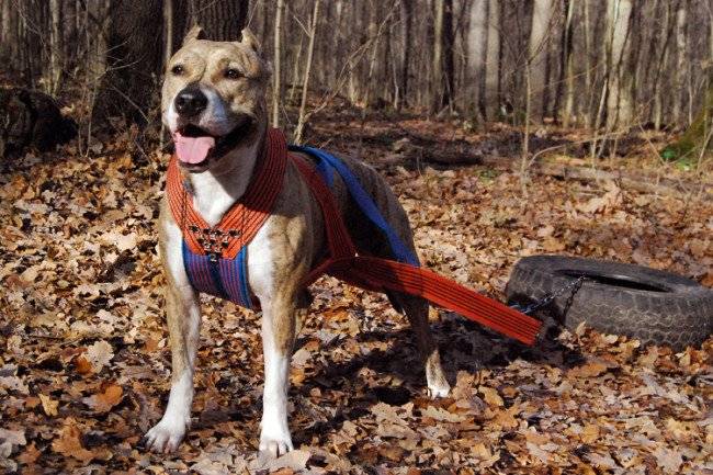 Imbracatura per cani da rimorchio