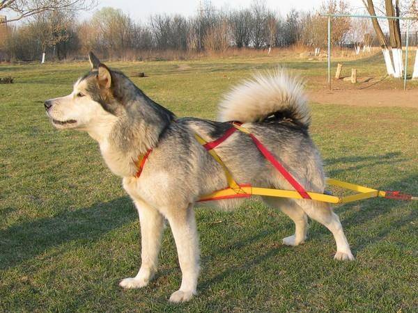 Fascia del seno su un cane
