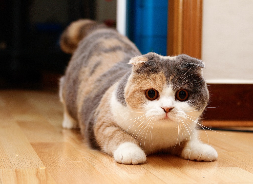 Gatto Scottish Fold