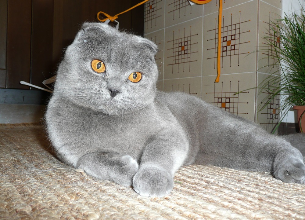 Gatto Scottish fold - foto e descrizione
