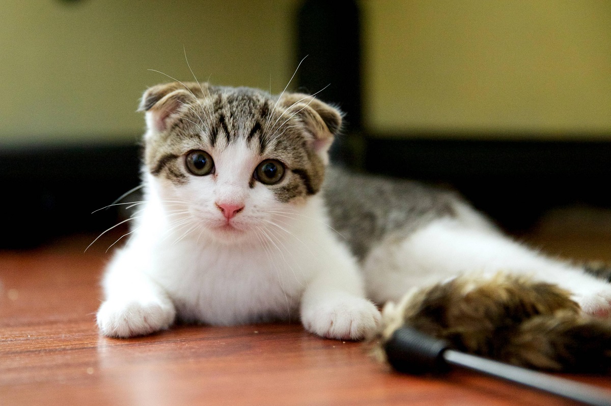 Gatto Scottish Fold - carattere e cura della razza