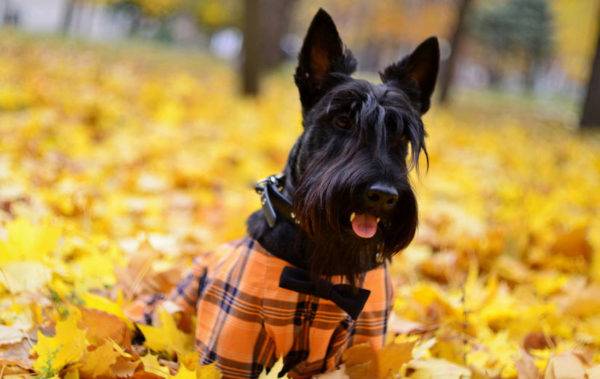 piuttosto scotch terrier