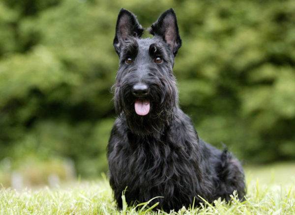 scotch terrier è seduto