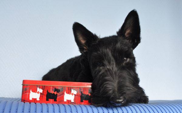 scotch terrier in giro