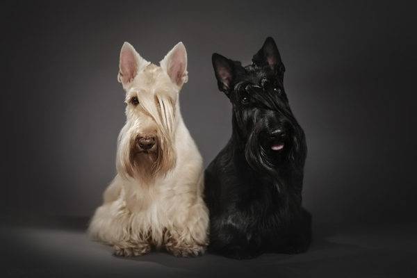 due scotch terrier