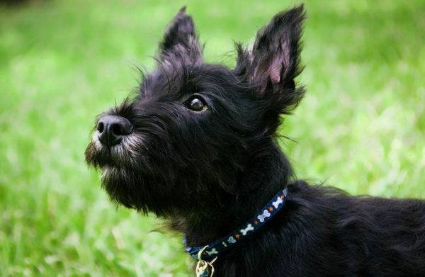 Museruola Scottish Terrier