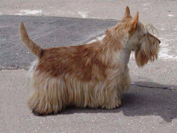 Scotch terrier giallo marrone
