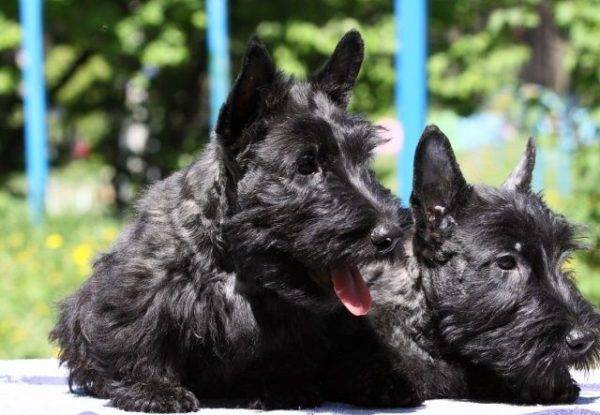 piccoli scotch terrier