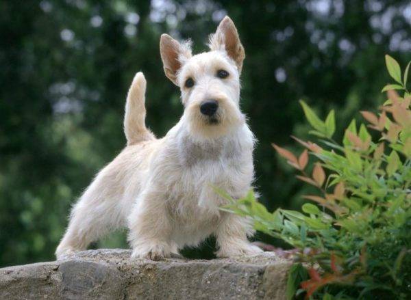 carino scotch terrier