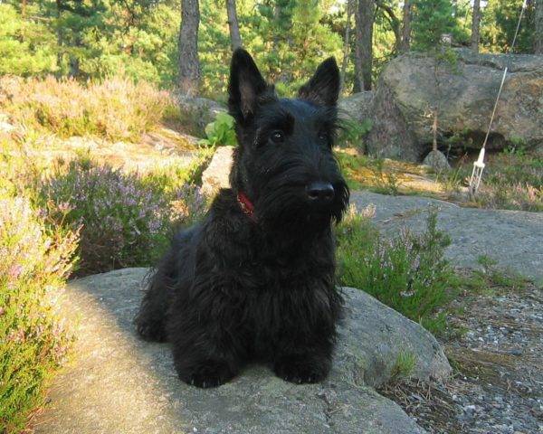 terrier