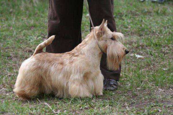 piccolo terrier di bestiame