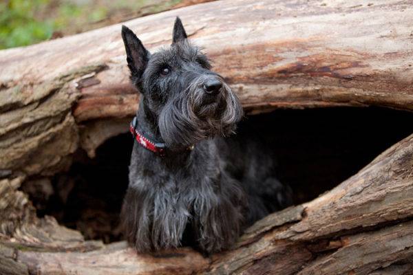 scotch terrier su un albero