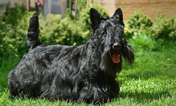 Scotch terrier nero semplice