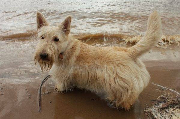 terrier a nastro di grano