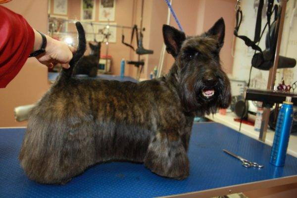 scotch terrier tigrato