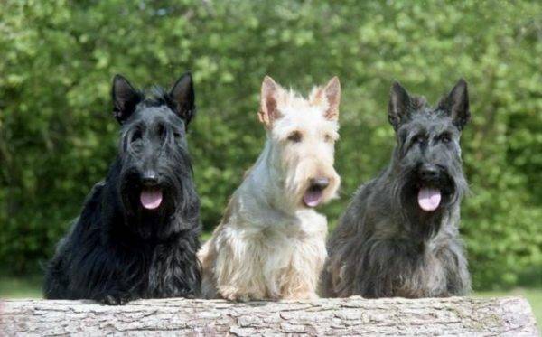 Scottish Terrier