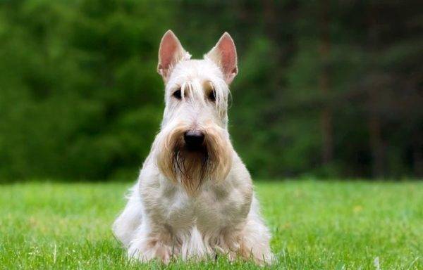 carino scotch terrier
