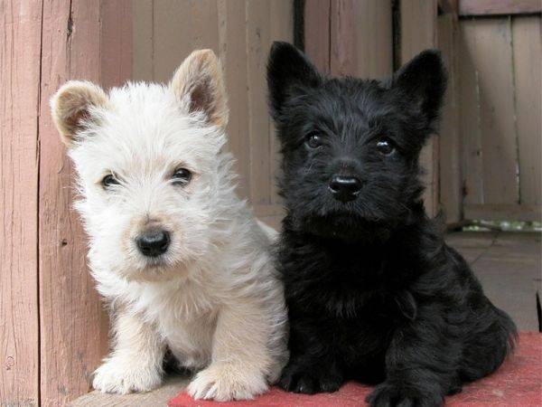 scotch terrier