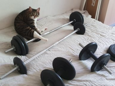 Gatto in palestra