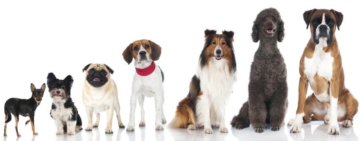 Diverse taglie di cani