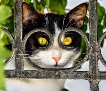 Il gatto sta provando gli occhiali