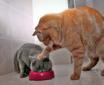 Costringere un gatto a mangiare