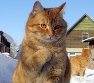 Gatto molto onesto