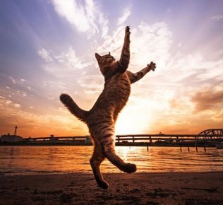 Cat Dancing at Sunset