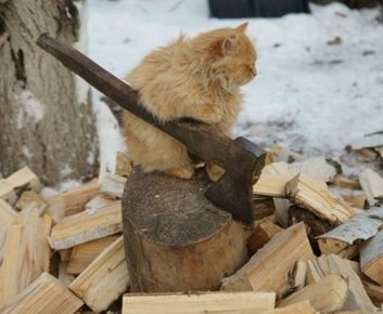 Il gatto sta tagliando la legna