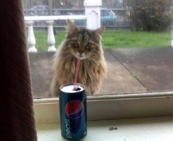 Il gatto beve Pepsi
