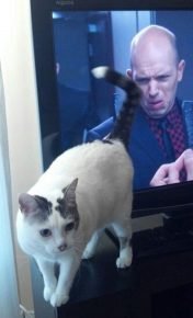 Gatto e TV