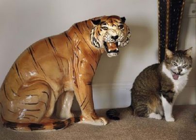 Il gatto imita la tigre