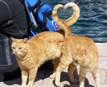 I gatti dalle code hanno dipinto un cuore