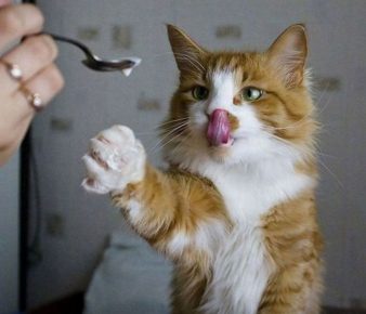 Il gatto lecca
