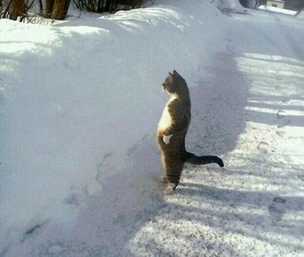Il gatto esamina i suoi beni