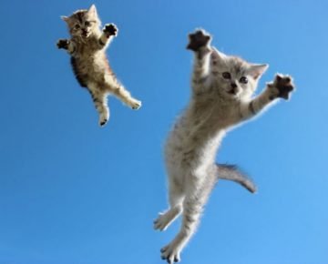Gattini impennati nel cielo