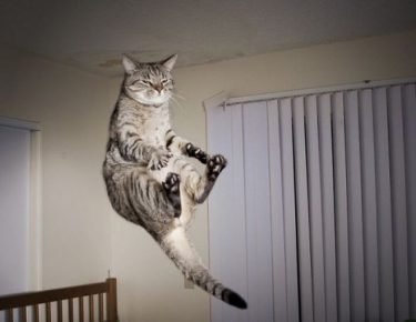 Un gatto imperturbabile