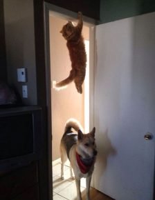 il gatto si nasconde dal cane sulla soglia