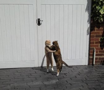 Cat dance