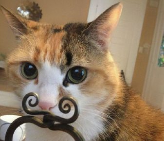 Il gatto ha trovato i baffi