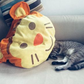 gatto sotto un cuscino tigre