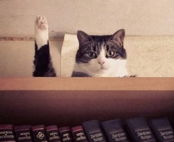 gatto agita una zampa