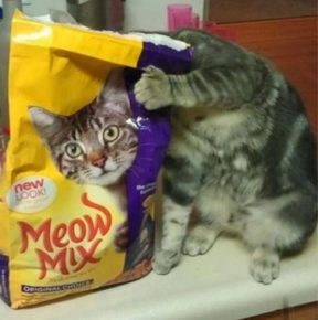 Gatto con un pacco di mangime