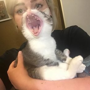 gatto sbadiglia
